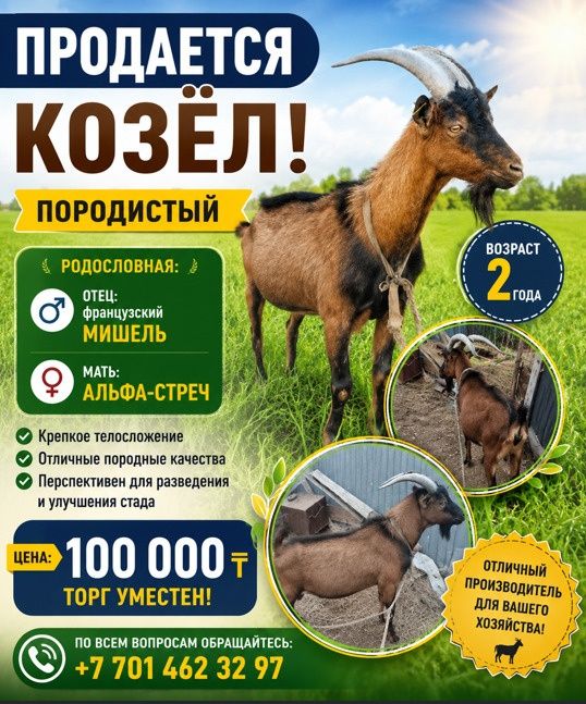 Ешкі 2 жаста породистый