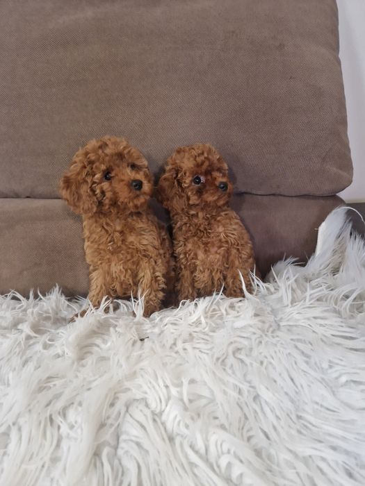 Пудел той бебенца