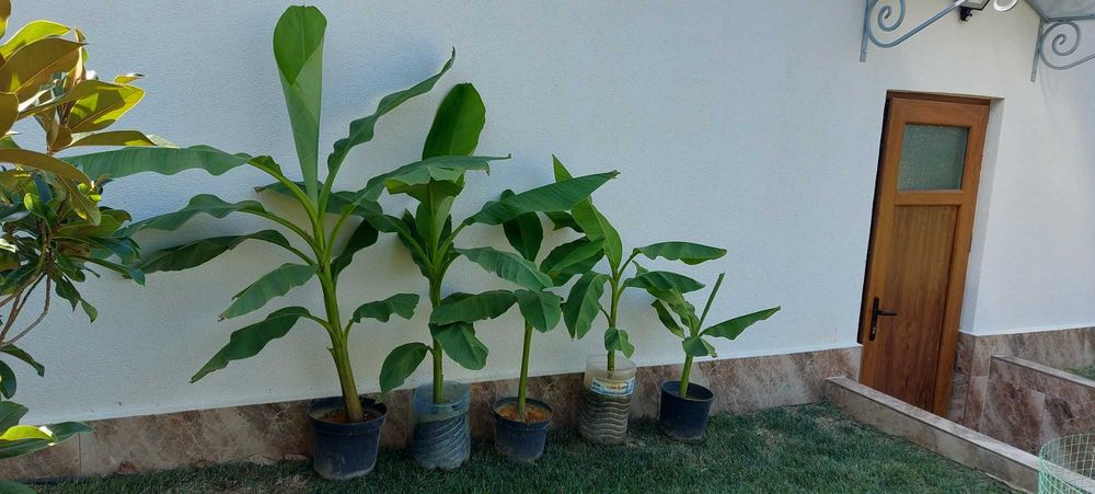 Студеноустойчиви Банани Муса Баджо