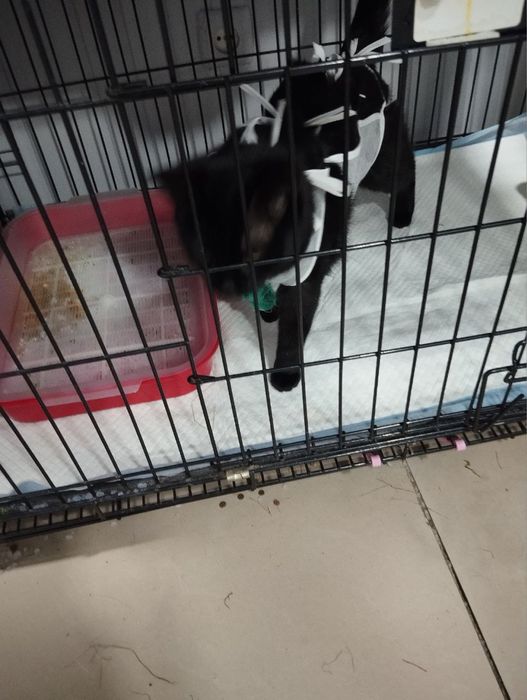 Кошечка в добрые руки