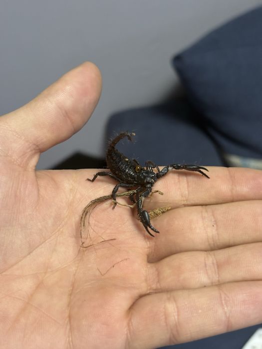 Scorpion Heterometrus