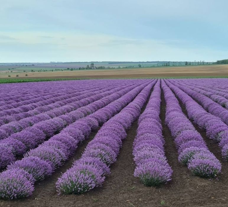Лавандулово масло и лавандулова вода