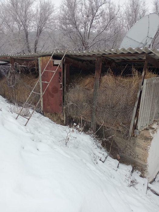 продам сено горное