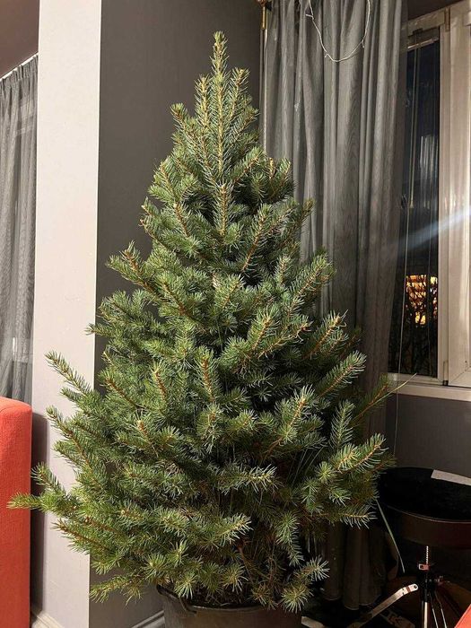 жива елха в саксия (синя ела / живо дърво)