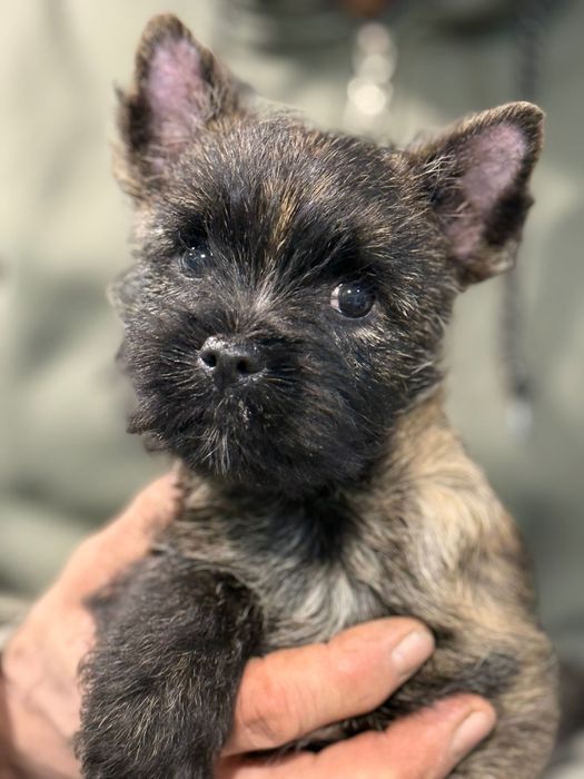 Pui Cairn Terrier cu pedigree din parinti depsebiti