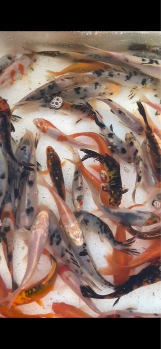 Crapi koi iazuri