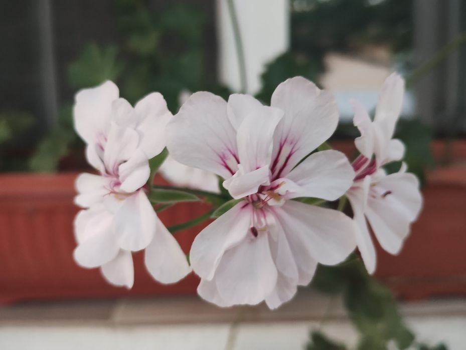 Резници сакъзчета