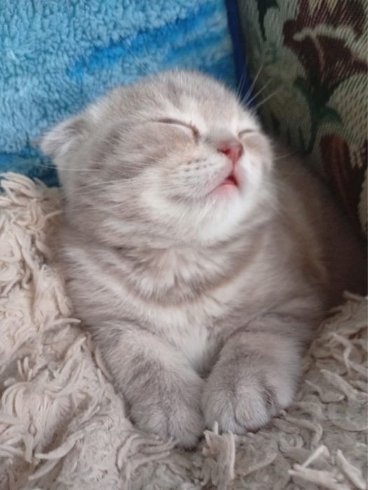 Шотландский вислоухий котенок