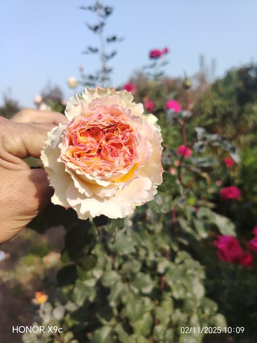 Штамповий роза гулларимиз сотувга таййор. 1-2-3 йиллик