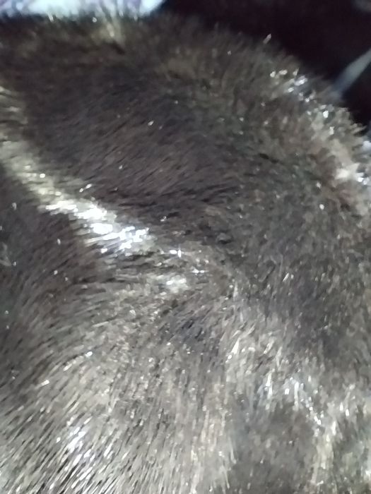 шуба продаётся в хорошем состоянии