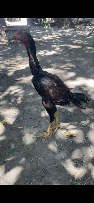 Dakan juja sotiladi