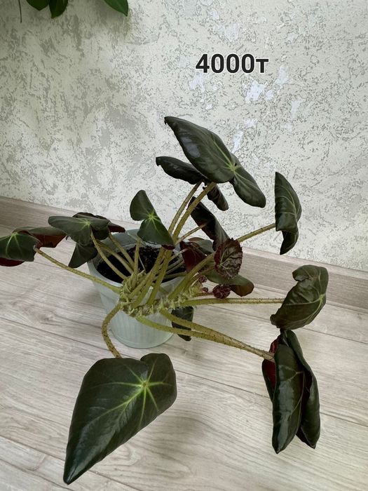 Продам цветы денежные дерева, фикус и т.д.