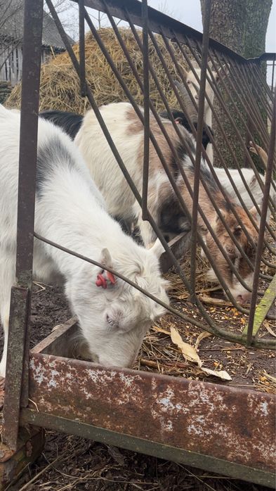 Vând capre de vânzare toate de a făta și un țap