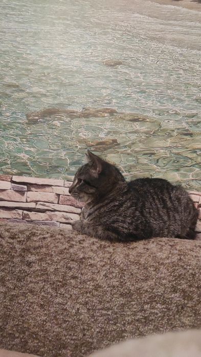 Отдам кошку в добрые руки