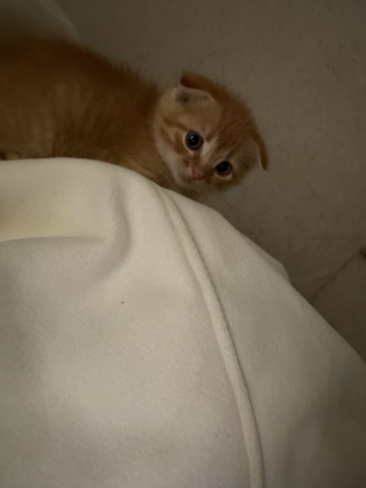 Вислухий Котёнок, 2 месяца