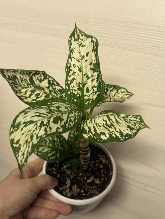 Продам фикусы разные