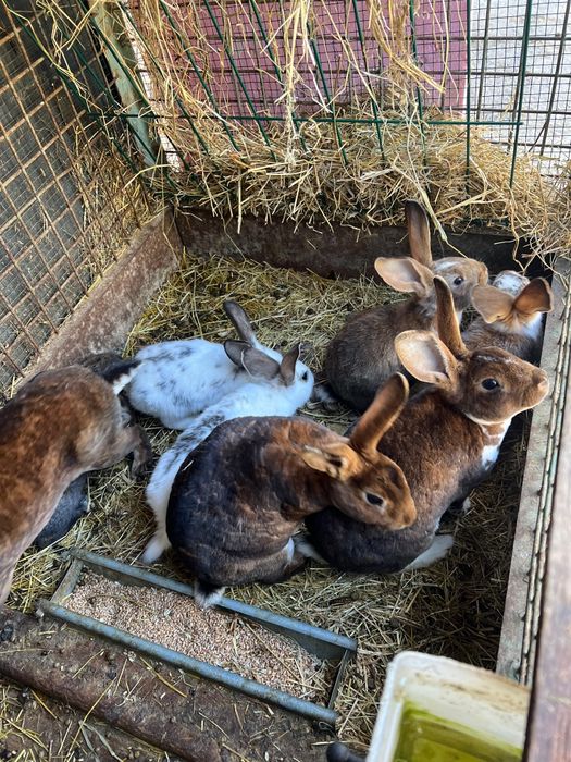 Iepuri rasa Rex de vanzare