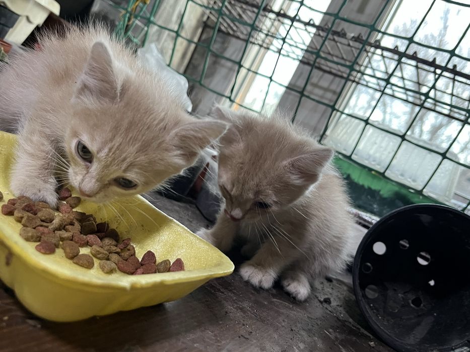 Отдам котят в добрые руки