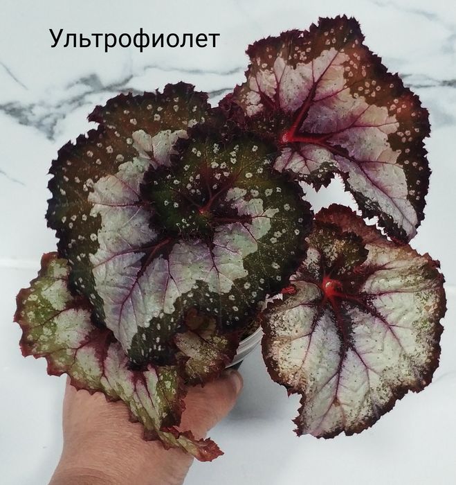Молоденькие сортовые бегонии.