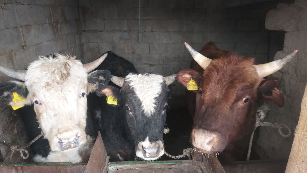 Бұқалар сатылады