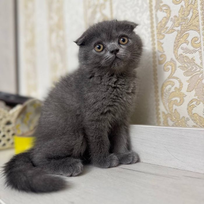 Продаётся котянок двух месячный