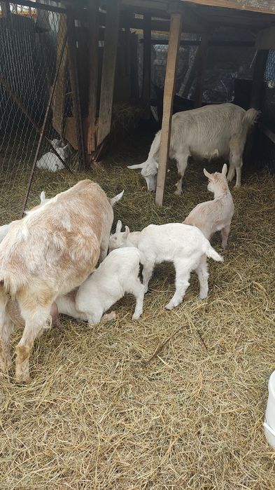 Se vind capre Saanen