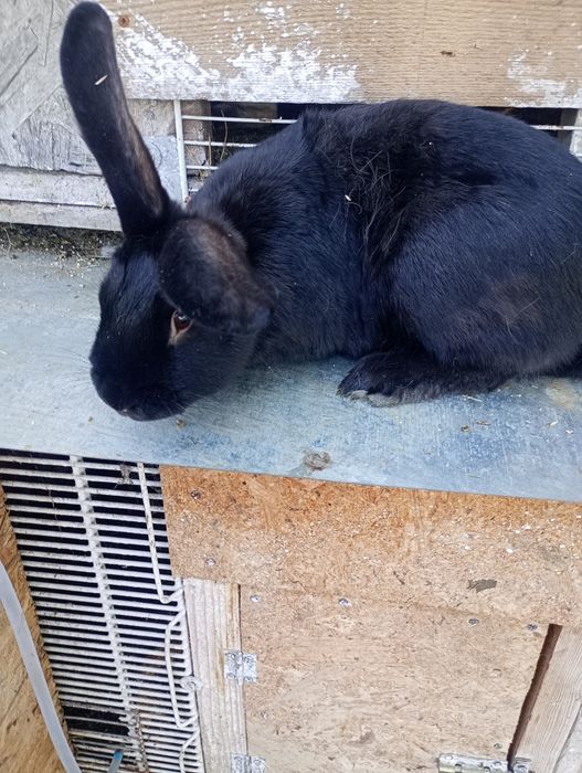 Vând doua iepuroaice in vârstă de 6 luni