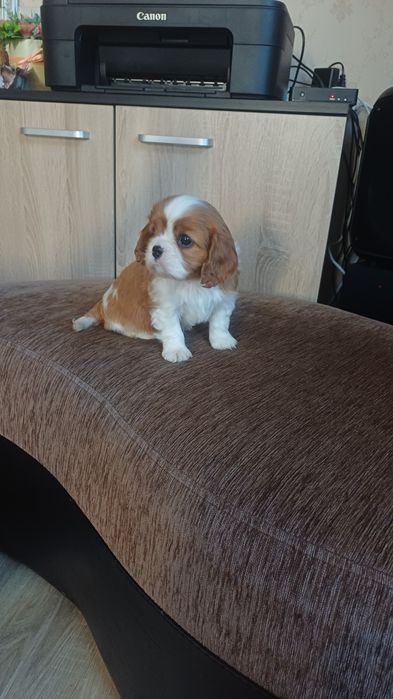 Продавам кавалер кинг чарлз шпаньол