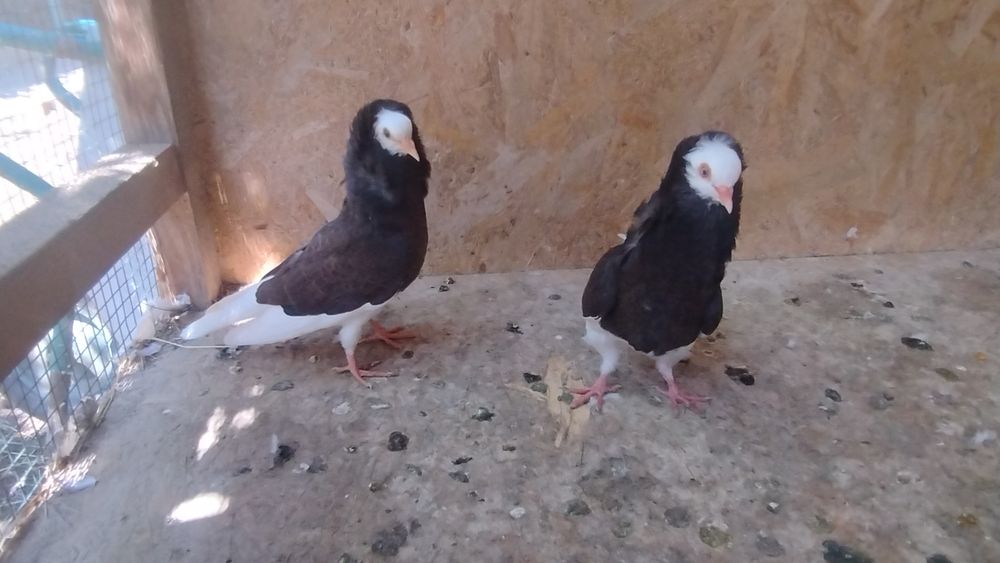 Porumbei diferite rase