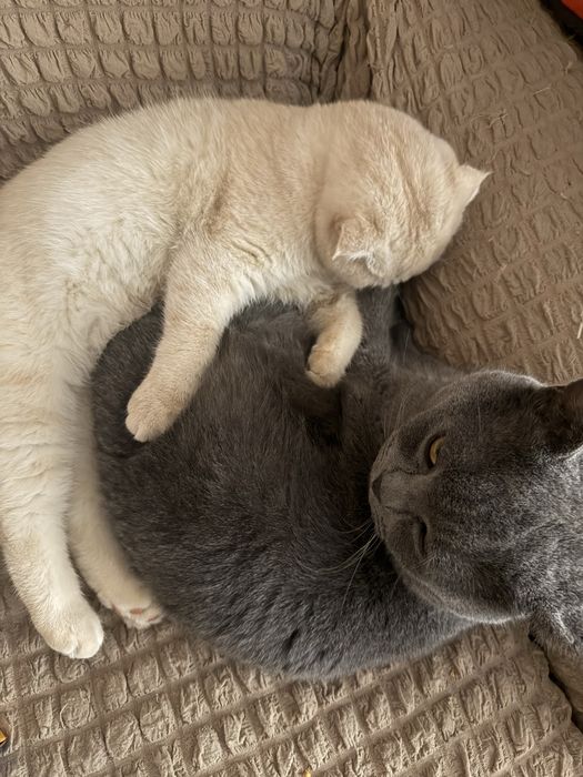 Продаю британскую кошку