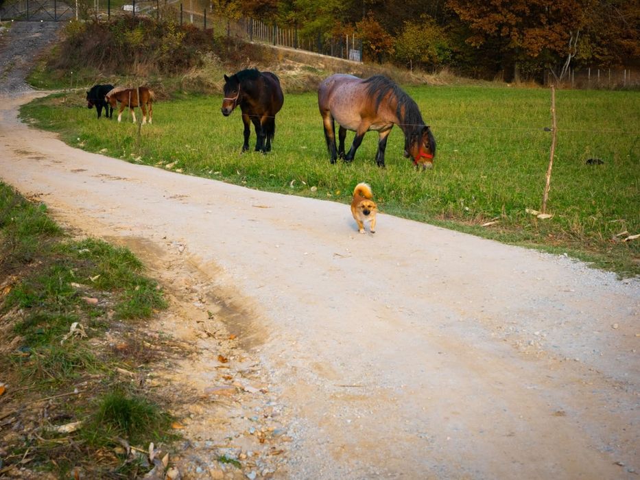Vînd mînz șarg 9 luni