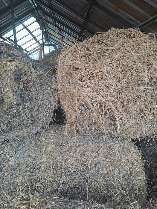 Baloti lucerna si amestec