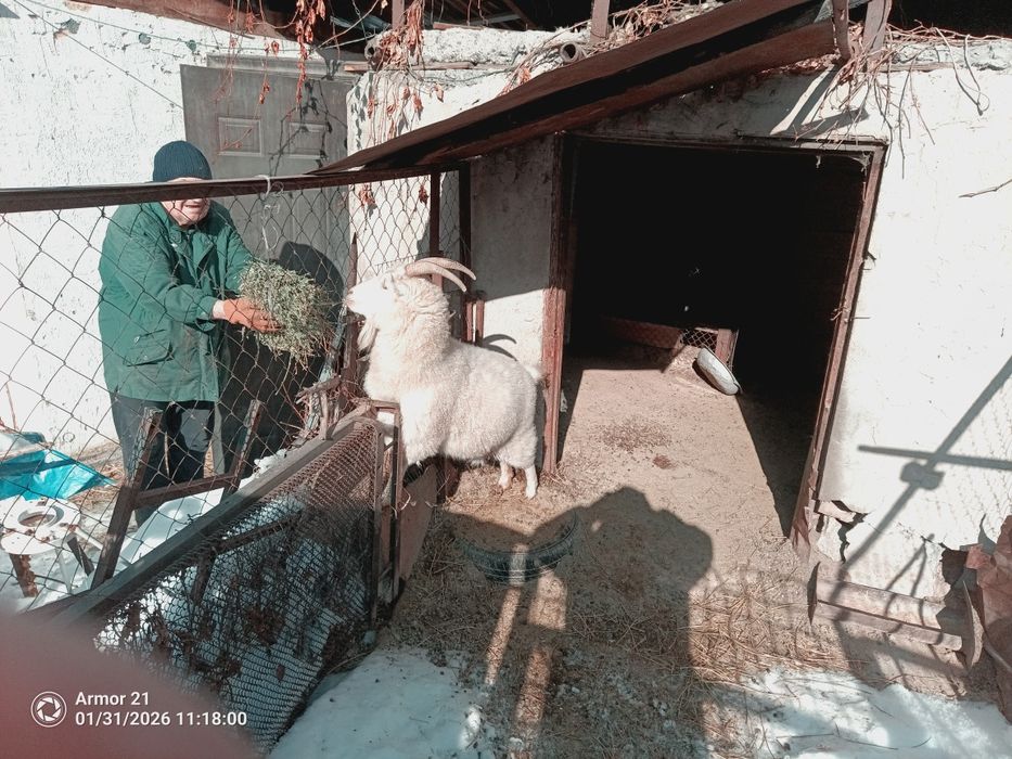 Продам козу, было 2 акота