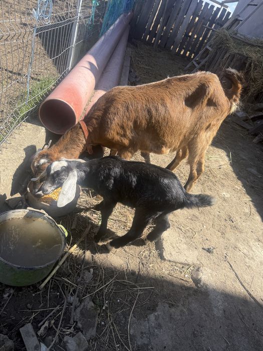 Vând mascul Anglo Nubian vârsta 5 săptamâni