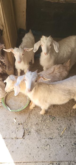 Порода алпииская