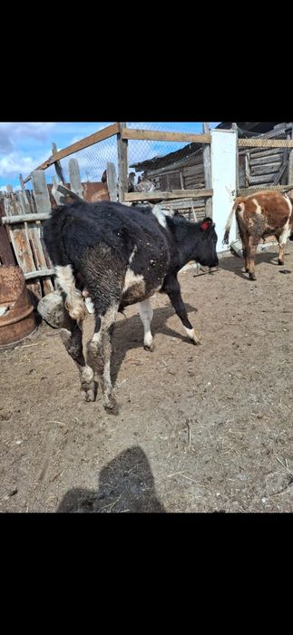 Продам двух бычков