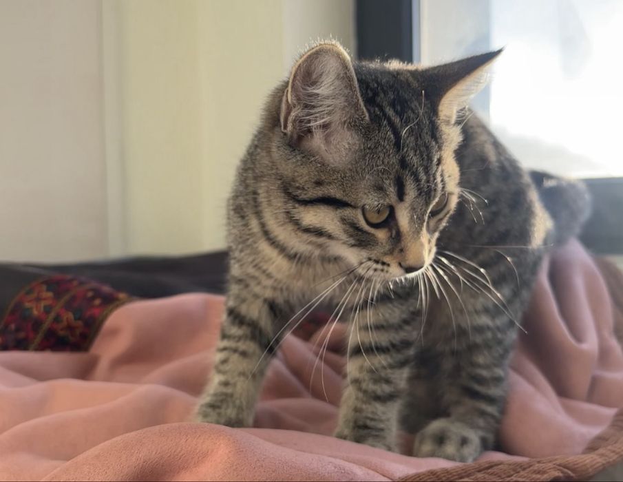 Отдам котёнка в добрые руки