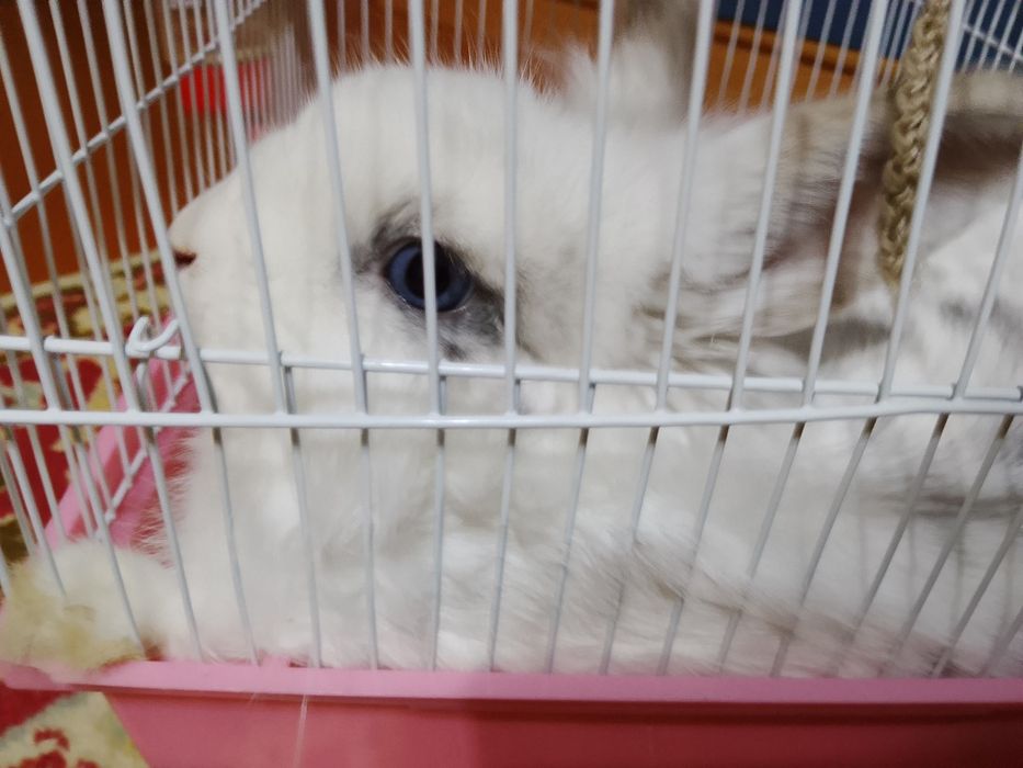 Кролик хороший привит