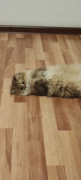 Ищем жениха для вязки