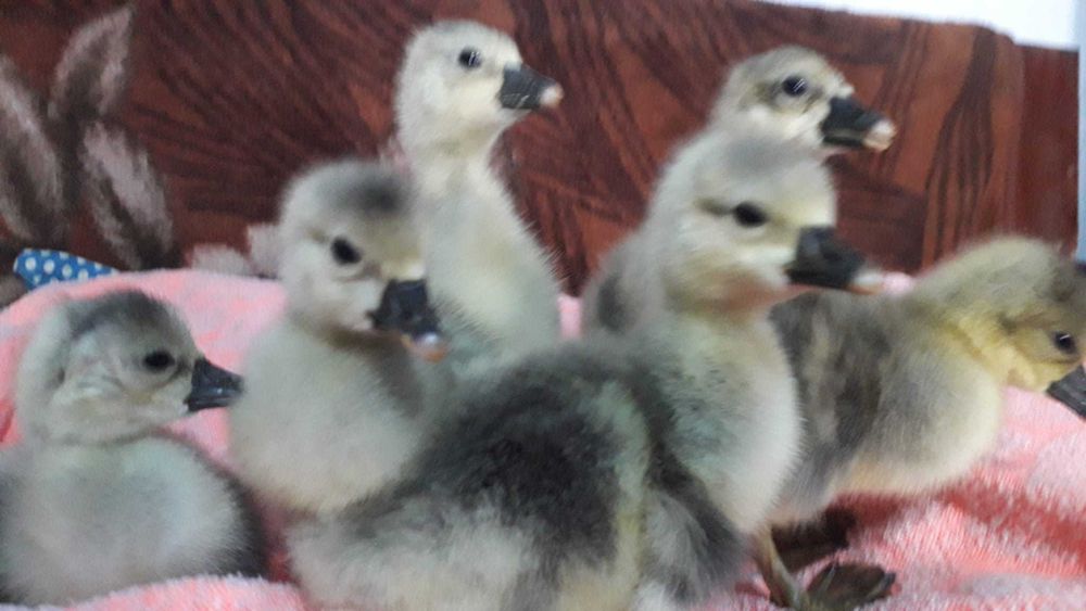 Ouă Gâscă Toulouse (9kg gâsca), găină, rață, curcă-nu expediem în țară