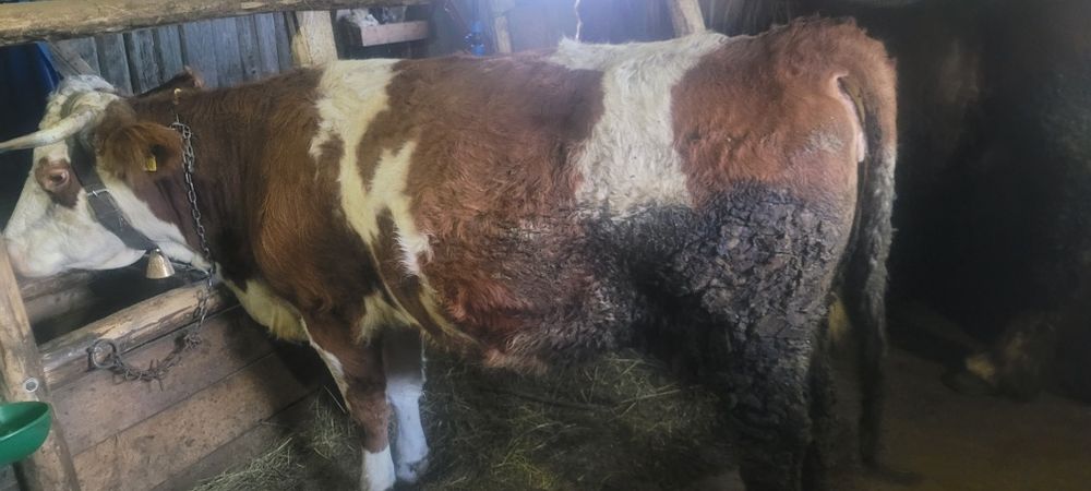 Vând vaca de 3 vitei