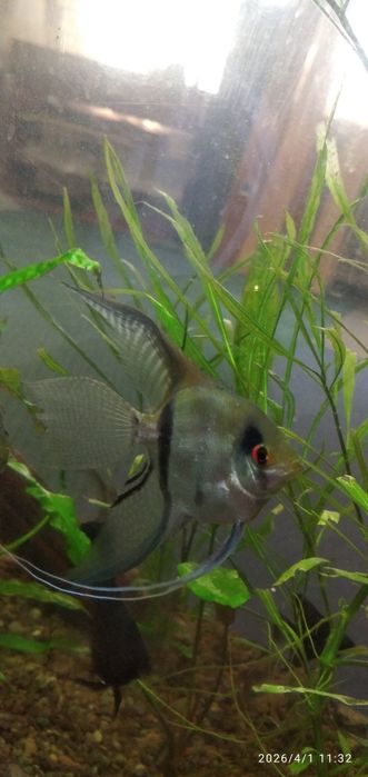 Рыбка Скалярия. Вуалевые.