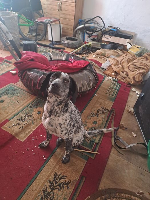 отдам собаку в хорошие руки