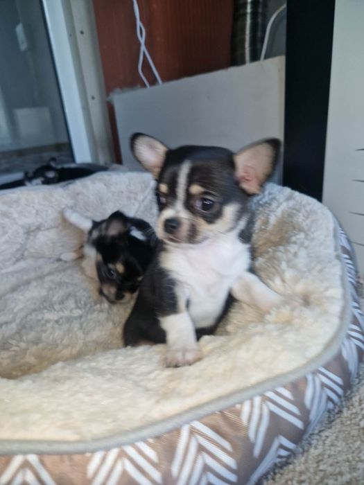 Чихуа на два месеца