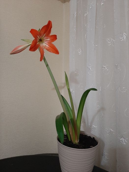 Продам гипеаструм .