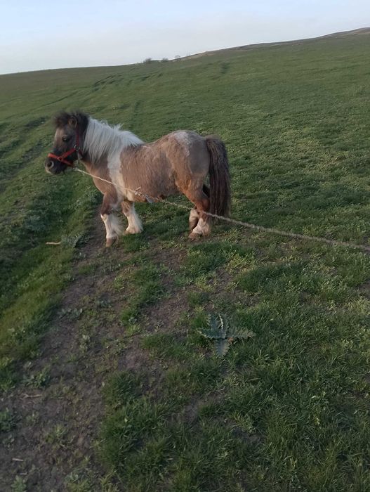 Ponei castrat disponibil bland invatat cu copii