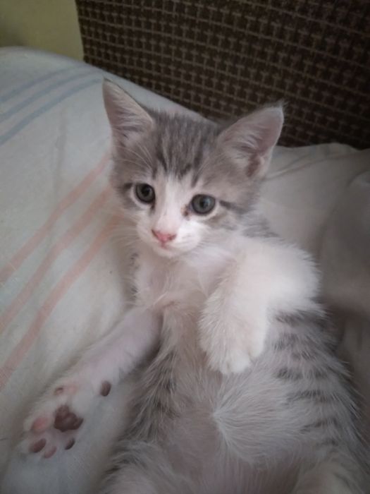 Милашка котёнок.