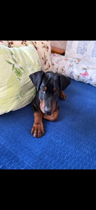 Doberman de vanzare 3 luni