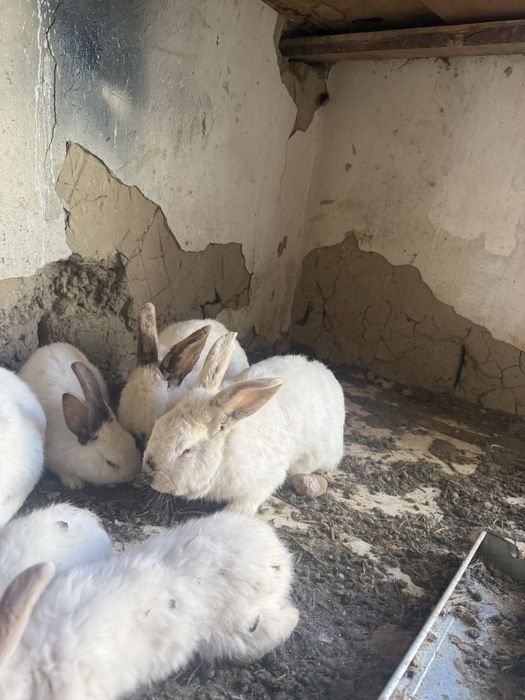 Калифорния қояндар сатылады