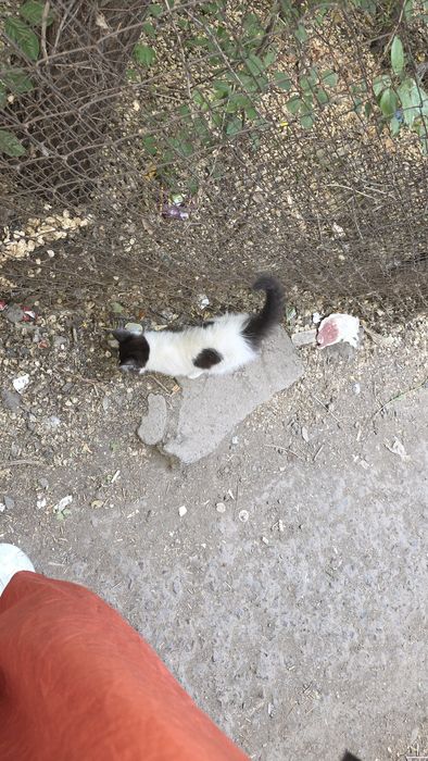 Отдам котёнка в ДОБРЫЕ руки